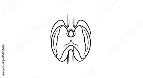 Diaphragm Anatomy Illustration, Human Respiratory System Muscle, Medical Line Art