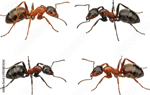 Realistic ant illustration collection, detailed insect side views, natural wildlife entomology concept, vector design elements isolated on white background for educational and scientific use