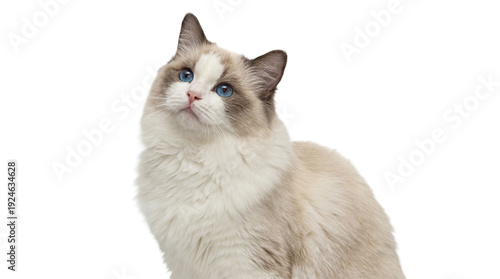 Fotografía a beautiful ragdoll cat with striking blue eyes gazes upwards, its fluffy white and cream fur contrasting against a transparent background, captured in a professional studio portrait