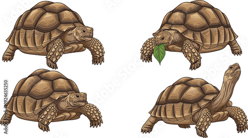 Tortoise cartoon vector illustration set, detailed reptile wildlife characters, cute turtle poses collection isolated on white background