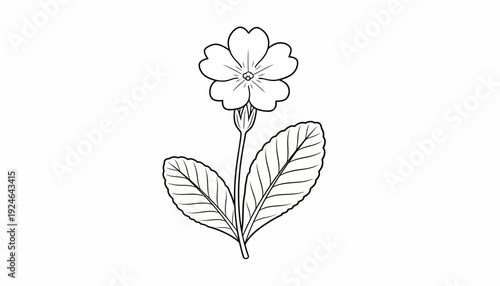 Simple Outline Drawing of a Primrose Flower with Leaves
