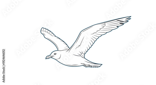Seagull in flight, line art illustration, white background