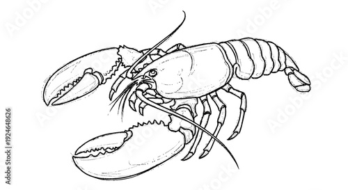 Detailed Line Drawing of a Lobster.