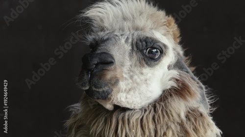 alpaca