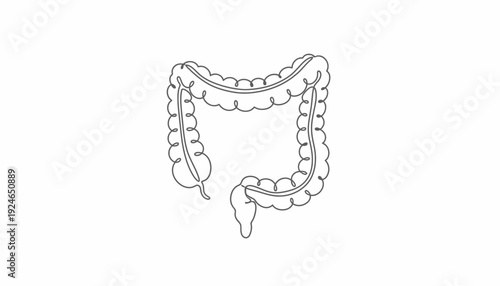 Human Colon Anatomy Outline Icon - Vector Illustration
