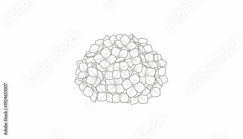 Hydrangea flower outline drawing, simple sketch of blooming hydrangea plant, isolated on white background