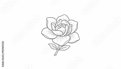 Elegant Gardenia Flower Sketch, Minimalist Line Art, Botanical Illustration