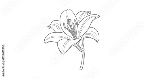 Elegant Lily Flower Line Art Drawing, Black and White Botanical Illustration