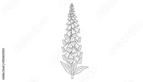 Digitalis Purpurea Foxglove Flower Outline Drawing Isolated on White Background