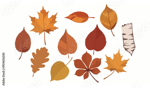 Hand Drawn Autumn Leaves Vector Collection with Maple Oak and Birch Foliage in Warm Fall Colors