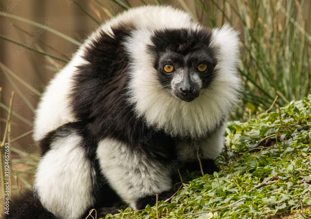 Naklejka premium Maki Vari noir et blanc