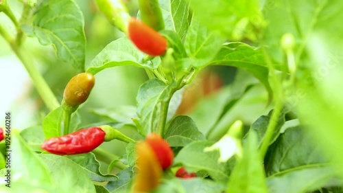 Close Up of Ripe and Unripe Chili Peppers on Green Plant