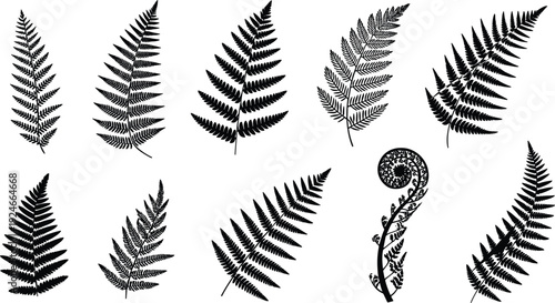 Collection of diverse fern leaf silhouettes including curled fiddlehead frond, botanical foliage shapes for nature, design, and educational use