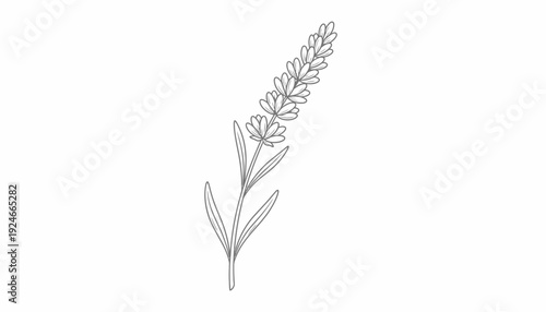 Minimalist Lavender Flower Line Art Drawing, Botanical Illustration, Single Stem, Isolated on White