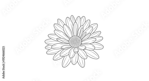 Line Art Daisy Flower Illustration - Simple Botanical Drawing
