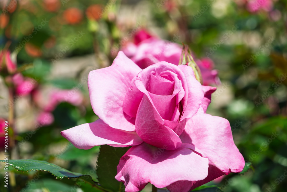 Fototapeta premium 春の庭園に咲く鮮やかなピンクのバラの花と緑の葉