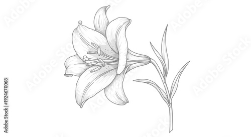 Elegant Lily Flower Sketch, Botanical Illustration, Black and White Floral Art