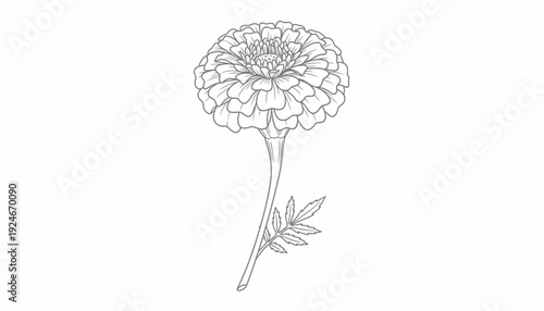 Elegant Marigold Flower Outline Drawing, Botanical Illustration