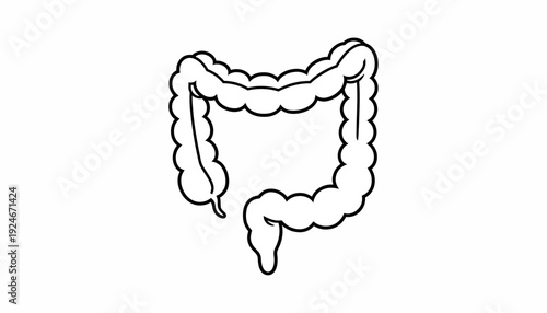 Colon Anatomy Outline Vector Illustration - Human Digestive System Organ
