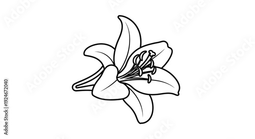 Black and White Lily Flower Outline Drawing, Simple Elegant Floral Illustration