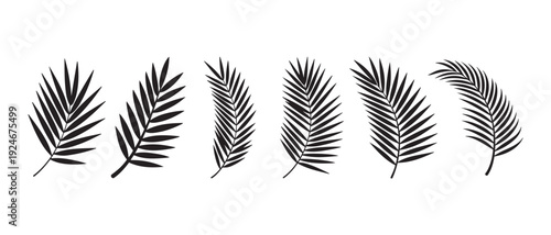 Black silhouettes of various palm leaves isolated on a white background for design.