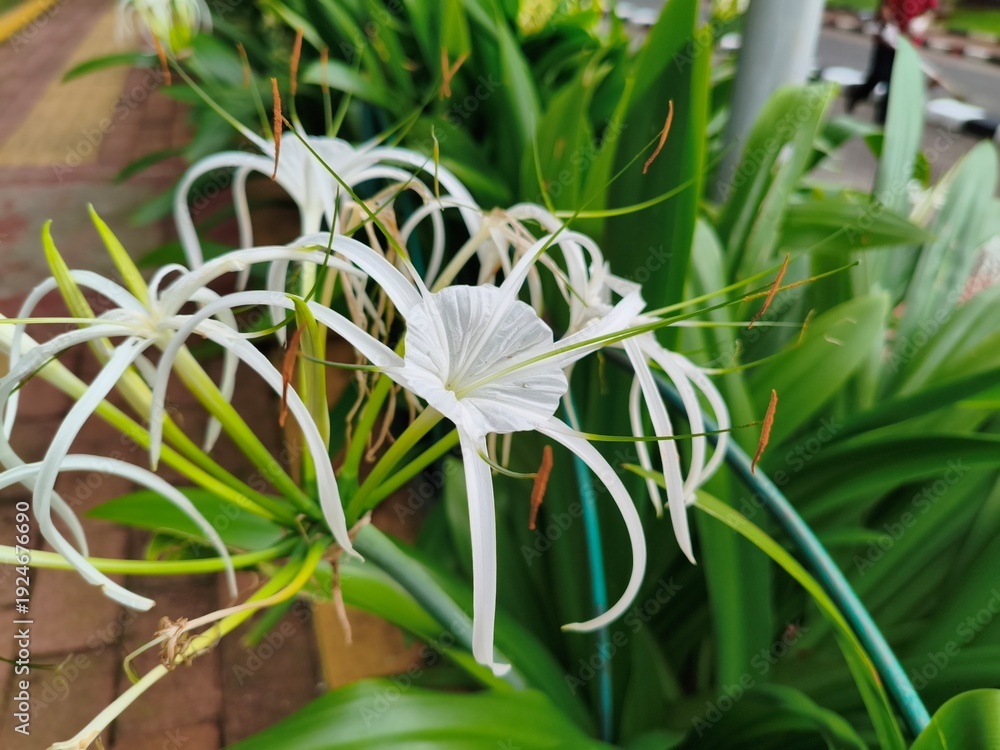 Obraz premium spyder lilly flower in white 