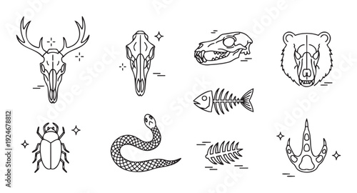 This collection of line art animal skulls, bones, and creatures provides versatile biological elements for educational materials, scientific presentations, or natural history graphics.