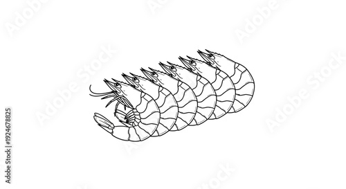 Raw Shrimp Line Drawing Vector Illustration