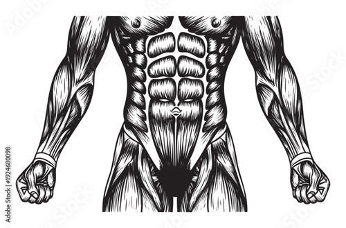 Bold black and white illustration of human anatomy highlighting powerful musculature, including defined abdominal muscles, strong arms, and chest, ideal for fitness, health, and exercise