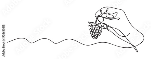 Continuous single line drawing depicting a hand gently holding a fresh bunch of grapes, perfect for foodrelated projects, healthy lifestyle promotions, and vineyard branding
