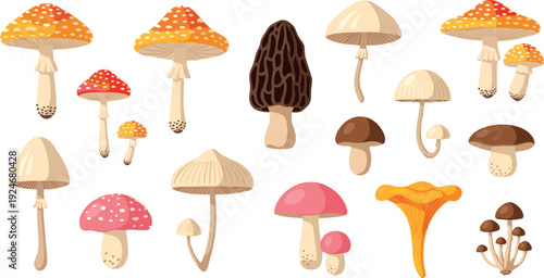 Wild Forest Mushroom Collection with Amanita, Morel and Chanterelle Hand Drawn Style Botanical Flat Vector Illustration Set