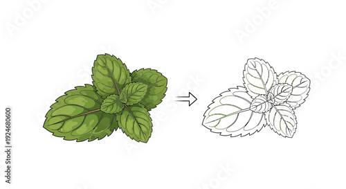 Mint Leaves: From Realistic Illustration to Line Art Sketch Transformation