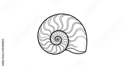 Nautilus Shell Spiral Drawing, Black and White Line Art, Natural Geometry