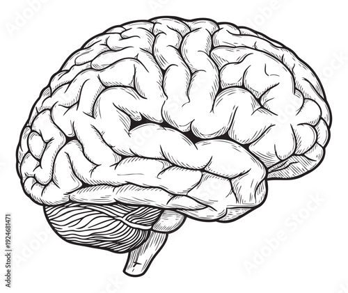 Detailed line drawing of a human brain showcasing the cerebrum, cerebellum, and brainstem, ideal for use in educational resources, scientific publications, and medical presentations.