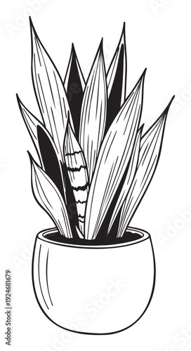 Stylized black and white sketch of a potted succulent houseplant, perfect for botanical themed decor, plant care tutorials, and contemporary graphic resource needs.