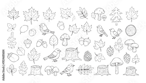 Handdrawn outline autumn and forest elements diverse leaves, birds, mushrooms, acorns, pinecones, and tree stumps, suitable for seasonal graphics and educational content
