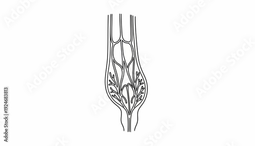 Human Vein Anatomy, Varicose Veins, Medical Illustration, Blood Vessel System