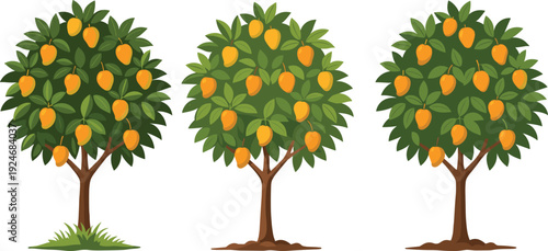Flat Vector Illustration of Three Organic Mango Trees With Ripe Yellow Fruits Growing on Green Branches Isolated on White Background for Agriculture Design