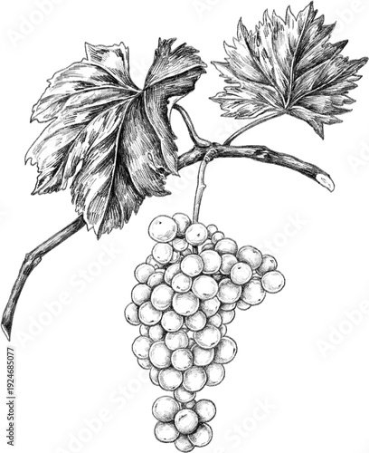 Obraz na plátně bunch of grapes