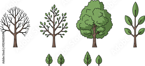 Tree Seasonal Change and Leaf Growth Stages with Bare Branch Spring Foliage and Mature Green Woodland Plant Vector Illustration Set.