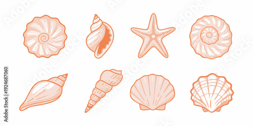 Collection of orange seashell illustrations arranged in two rows