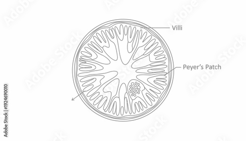 Cross-section of intestine showing villi and Peyer's patch, anatomical illustration