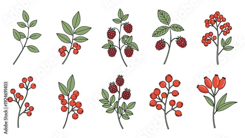 Detailed botanical illustrations of various types of berries including raspberries and red currants on leafy branches in a clean graphic style.