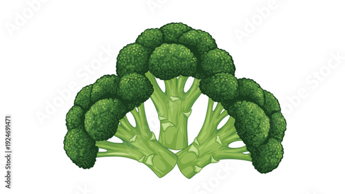 Fresh green broccoli heads arranged together showing the thick stalks and dense floret tops for healthy eating and vegetable themed designs.
