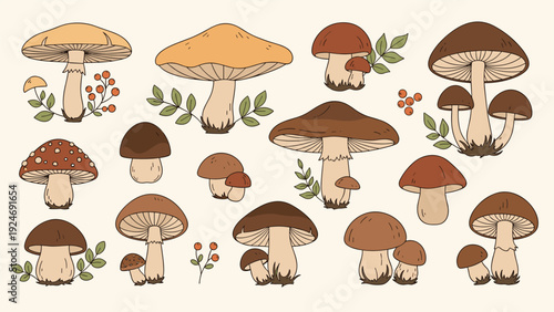 Comprehensive collection of different types of forest mushrooms and berries illustrated in earthy tones on a cream background.