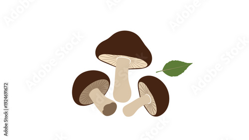 Three forest mushrooms with dark brown caps and thick stems accompanied by a single green leaf on a white background.