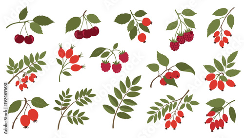 Large set of illustrated berries including cherries, raspberries, and rose hips with green leaves on a white background.