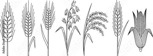 Collection of cereal grain icons including wheat oats rice and corn perfect for agricultural design and food industry concepts