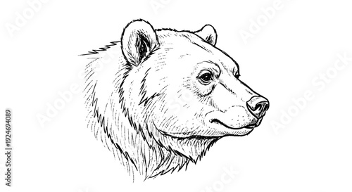Detailed Sketch of Bear Head Profile.