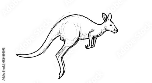 Kangaroo Illustration Simple Line Art Style.